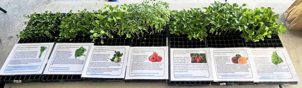 PML Seedlings Drive World Environment Day 2025