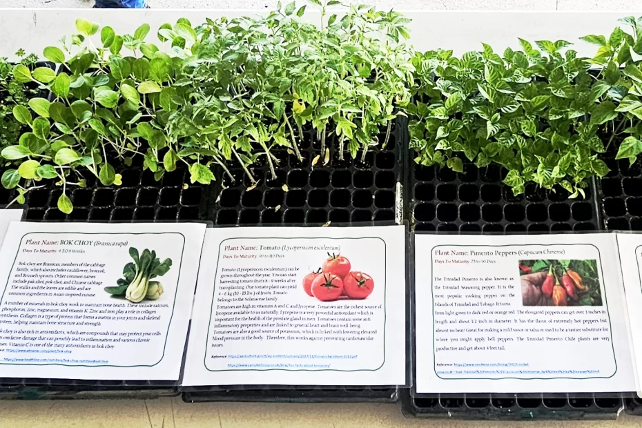 PML Seedlings Drive World Environment Day 2025