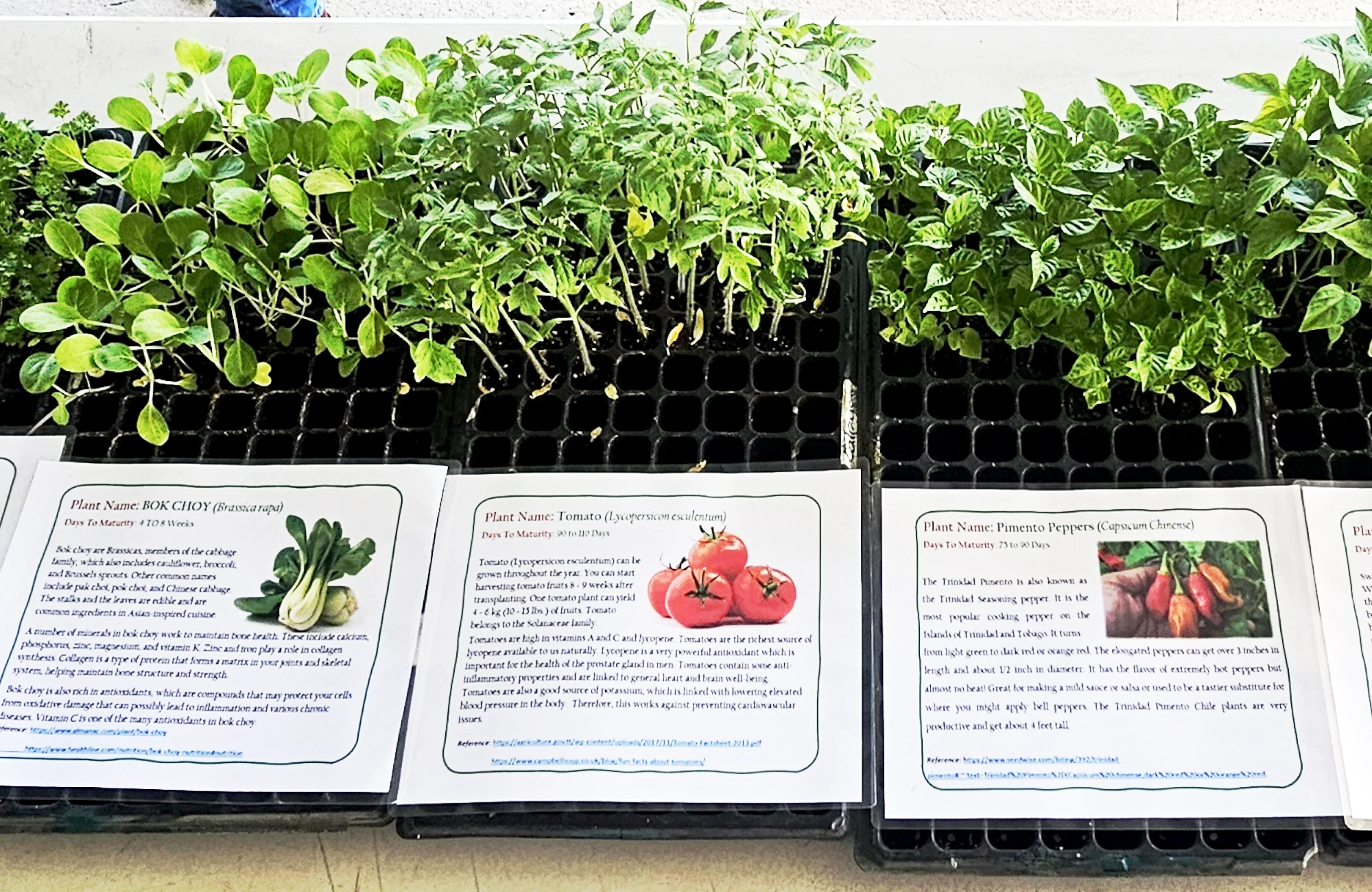Seedling Distribution Drive – World Environment Day 2025 